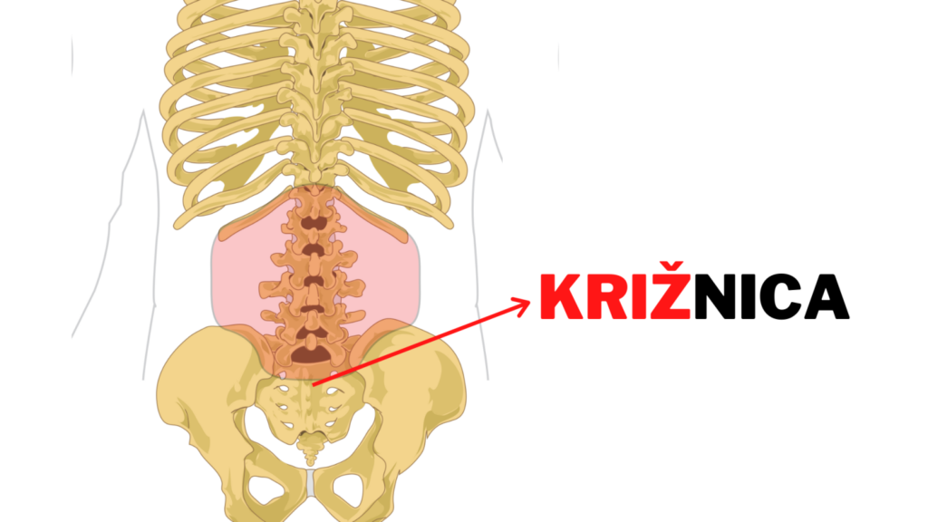 Anatomski prikaz ledvenega dela hrbtenice oz. križa