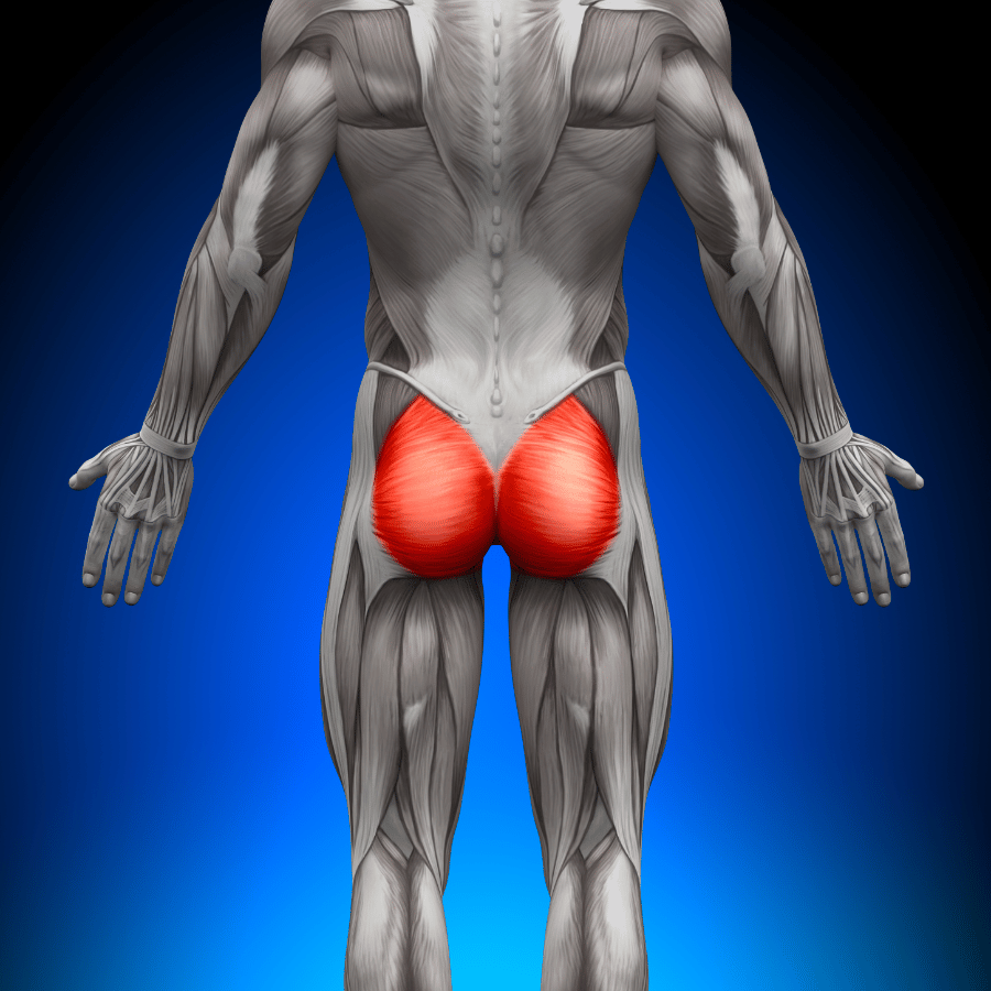 Velika zadnjična mišica - gluteus maximus