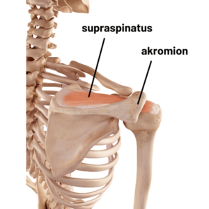 Anatomski prikaz anatomije supraspinatusa